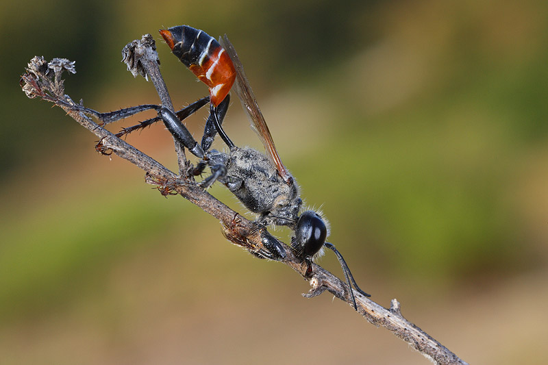 Prionyx kirbii (Sphecidae)